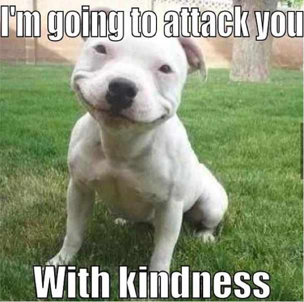 I'm going to attack you with kindness. White dog smiling. 