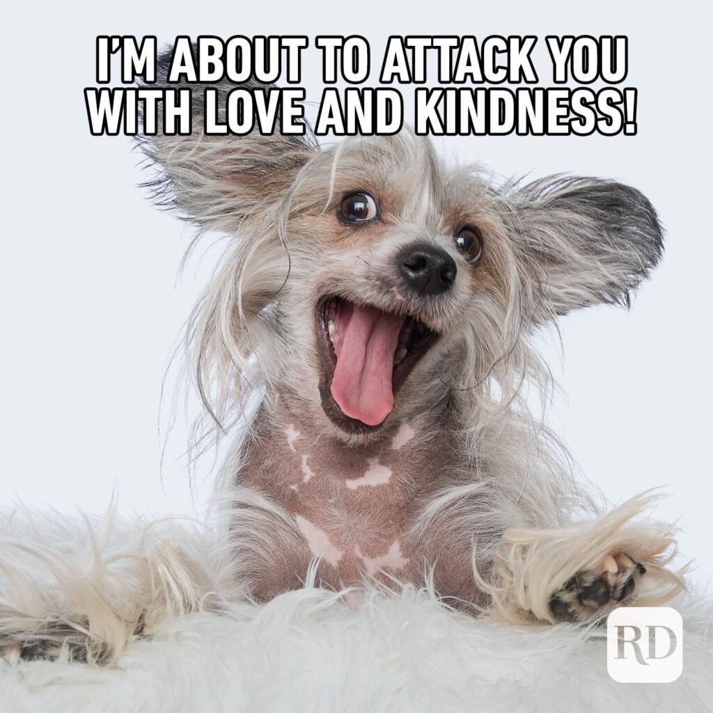 I'm about to attack you with love and kindness! Dog with mouth wide open 