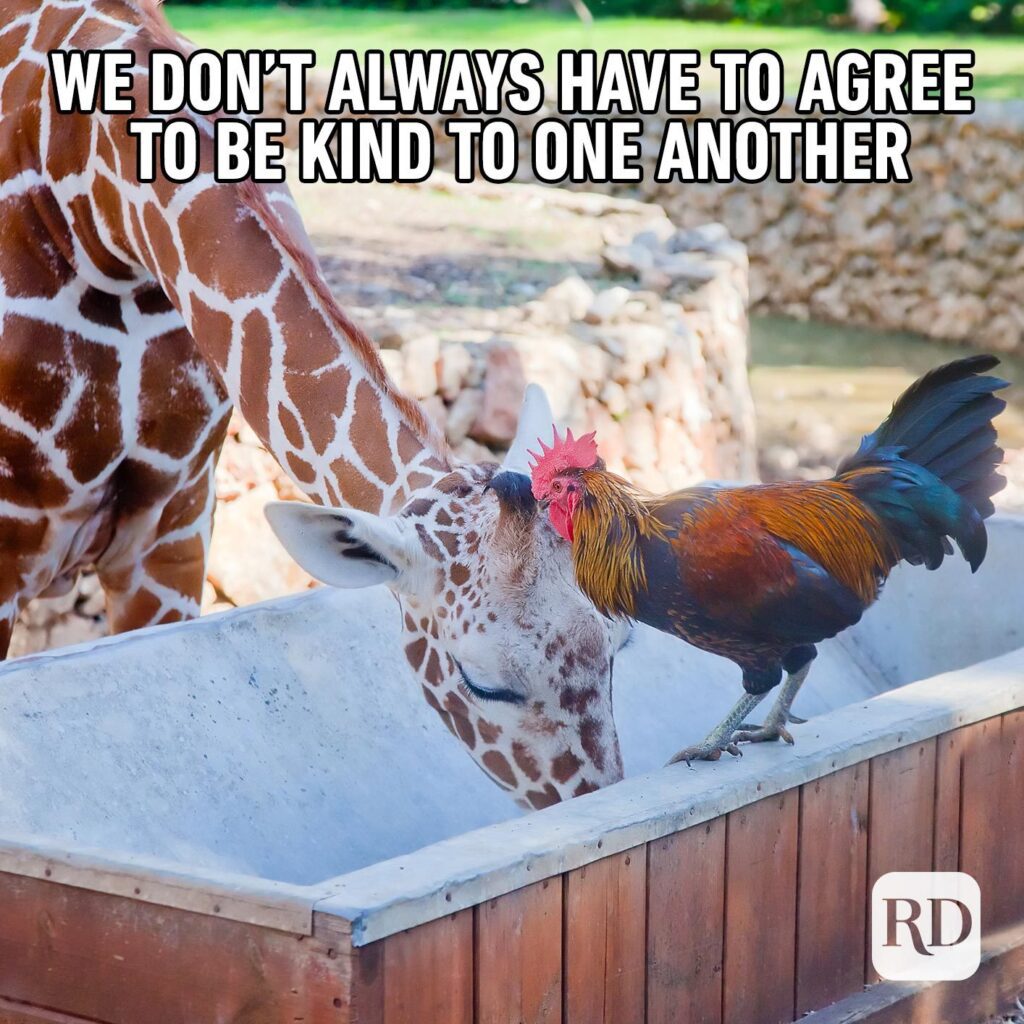 We don't always have to agree to be kind to one another. Chicken standing on food trough while giraffe eats from it. 