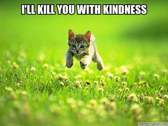 I'll kill you with kindness. Kitten jumping around in grass with flowers. 