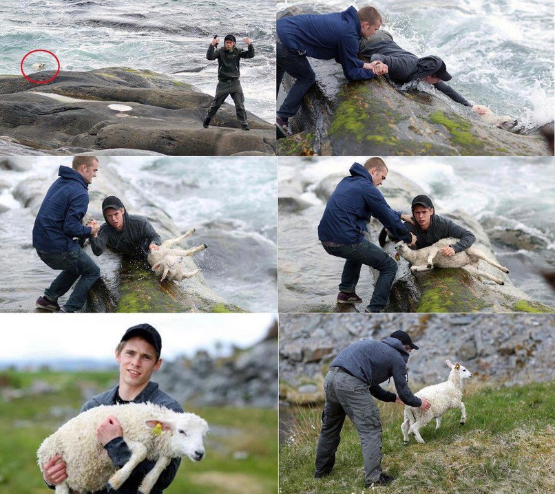 multiple panels of sheep drowning and two men save the sheep and set it free. 