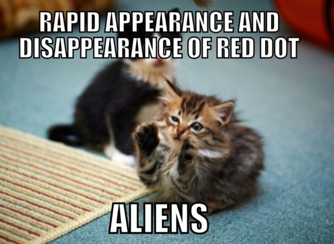 Funny Cat Memes For Kids