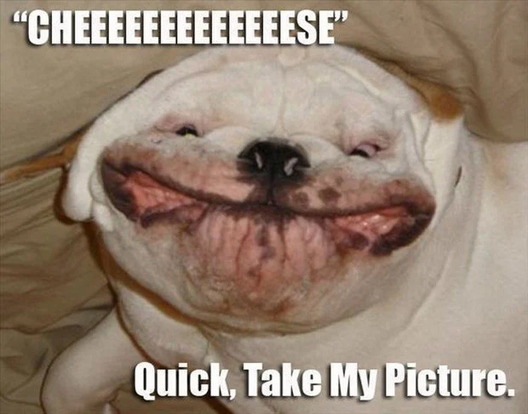 funny animal pics with words