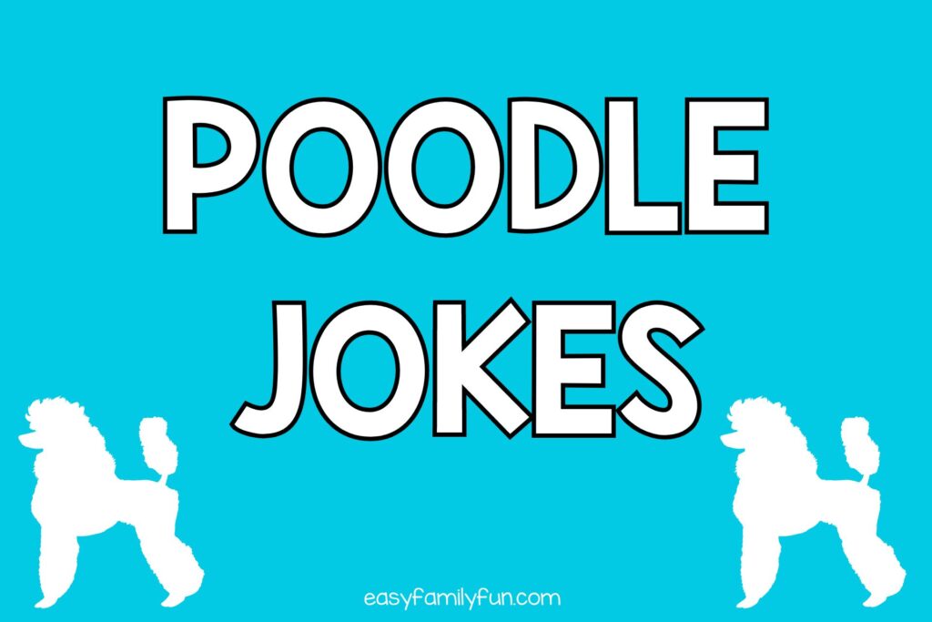 2 white poodles with blue background with white text that days "poodle jokes"