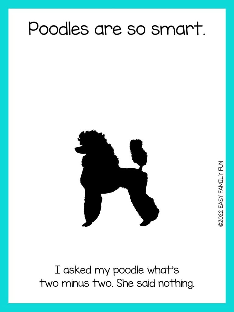 black poodle with blue background with poodle joke