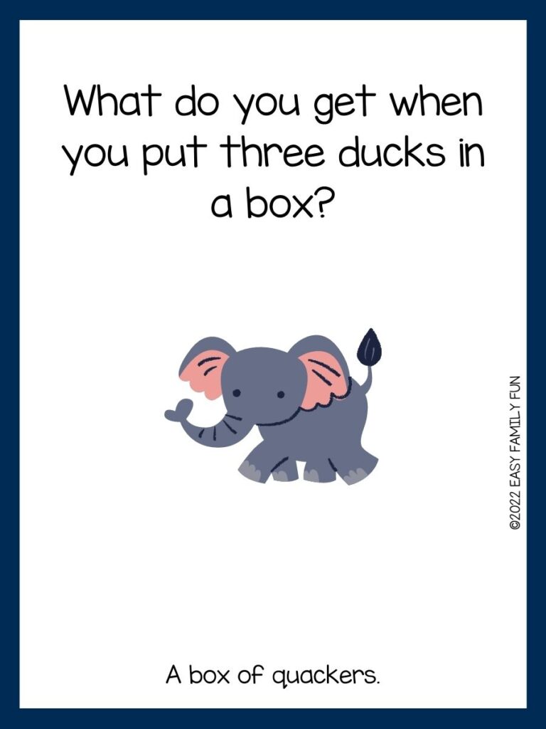 grey and pink elephant on blue bordered card, zoo joke