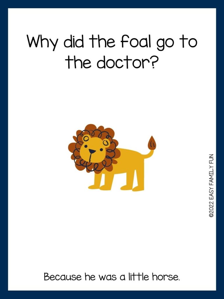 light brown lion with brown mane on white card with blue border with zoo joke