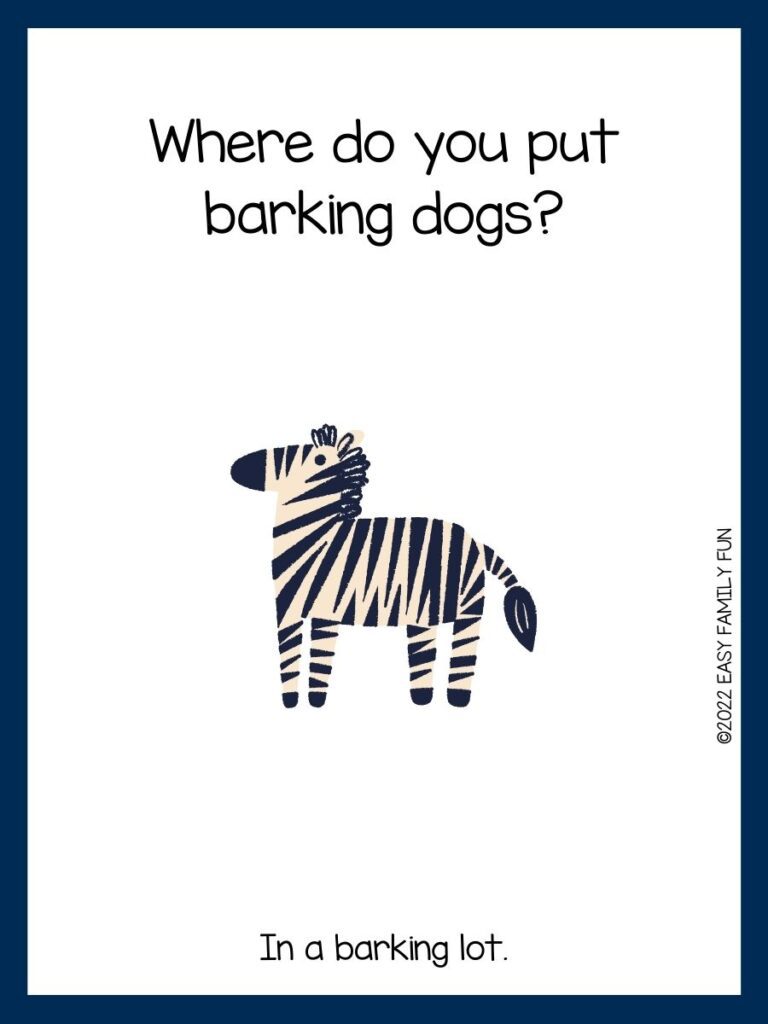 zebra white with black stripes, blue border, zoo jokes