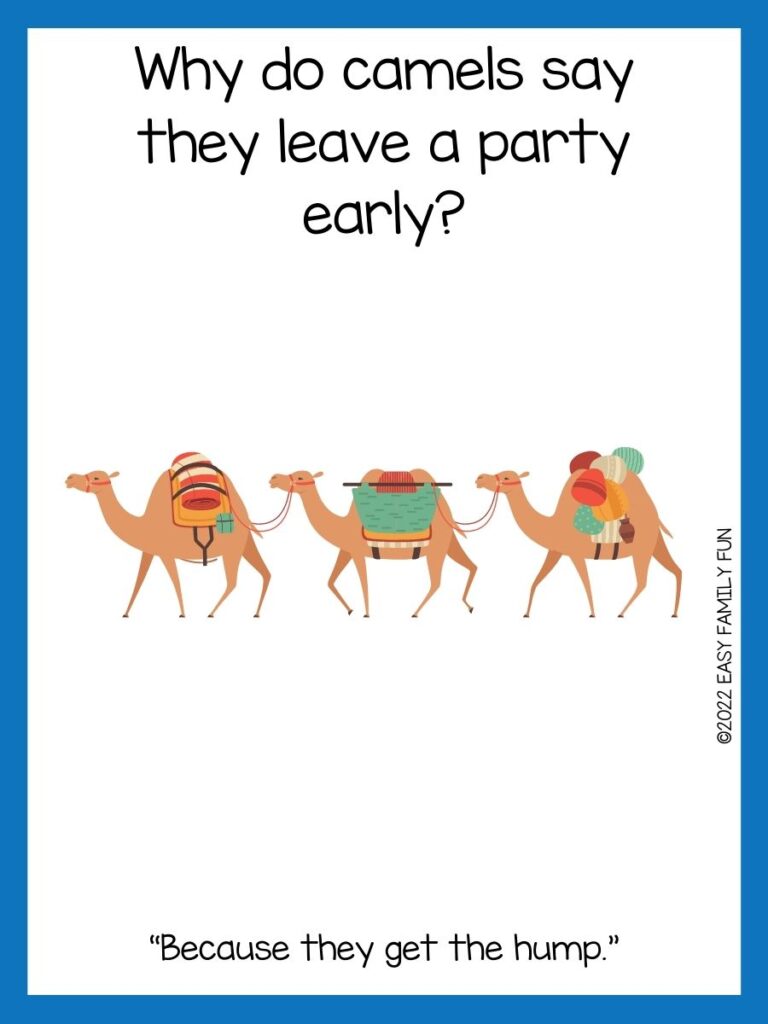 3 Brown Camels on white background with navy blue border. 