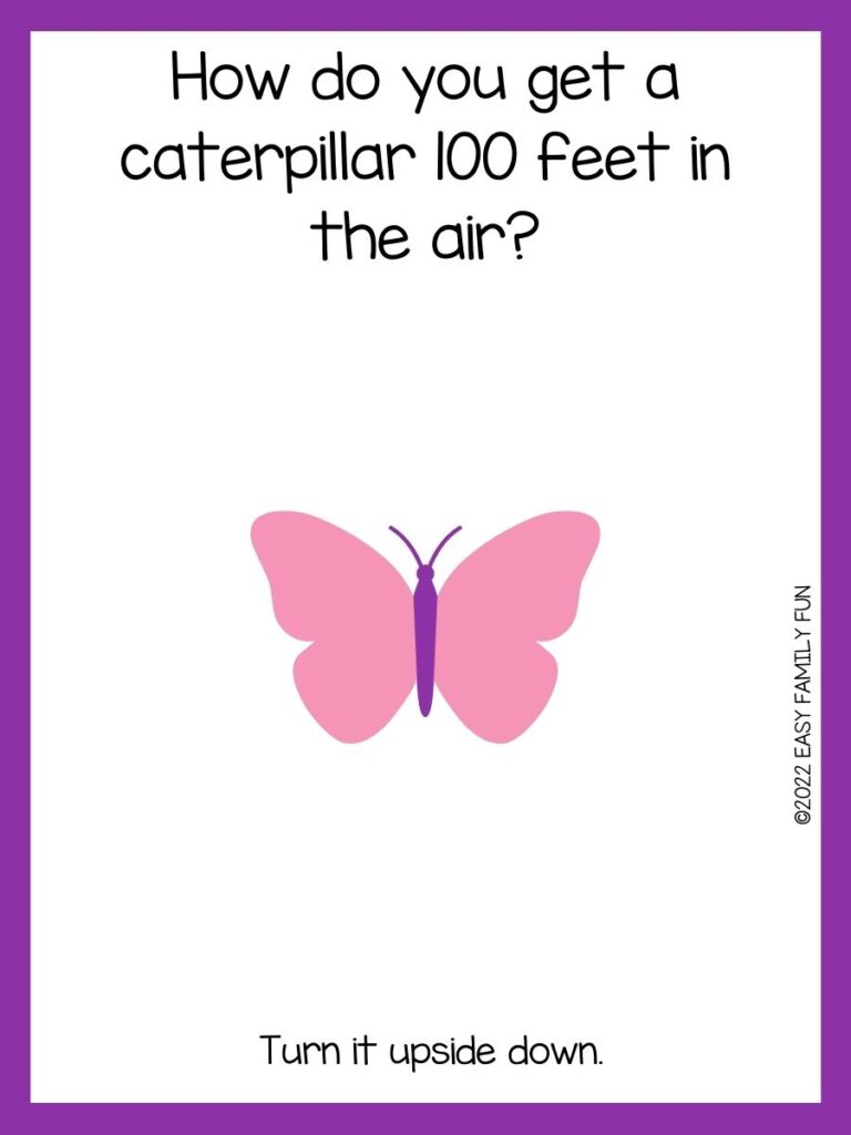Pink butterfly on white background with a butterfly joke and purple border.