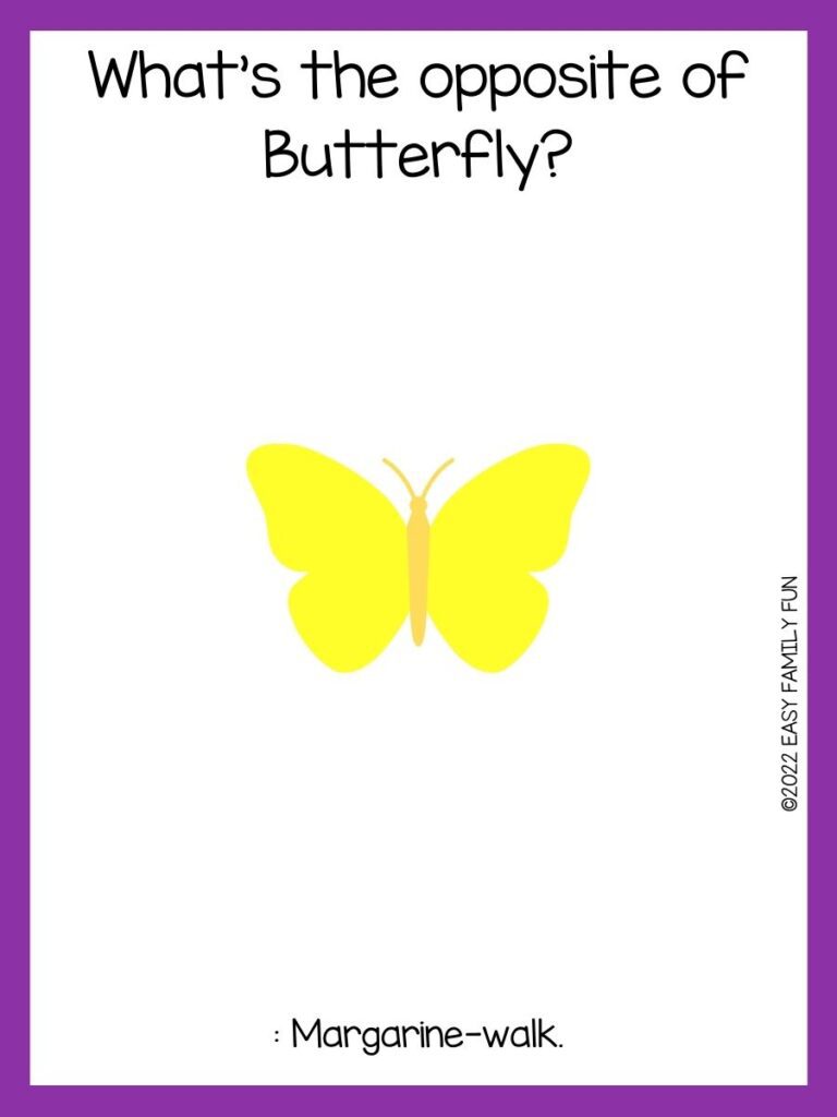 Yellow butterfly on white background with a butterfly joke and purple border.