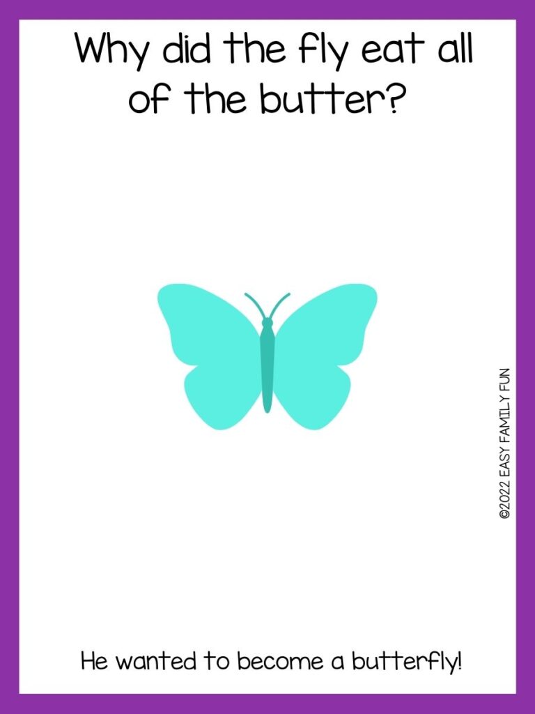Teal butterfly on white background with a butterfly joke and purple border.