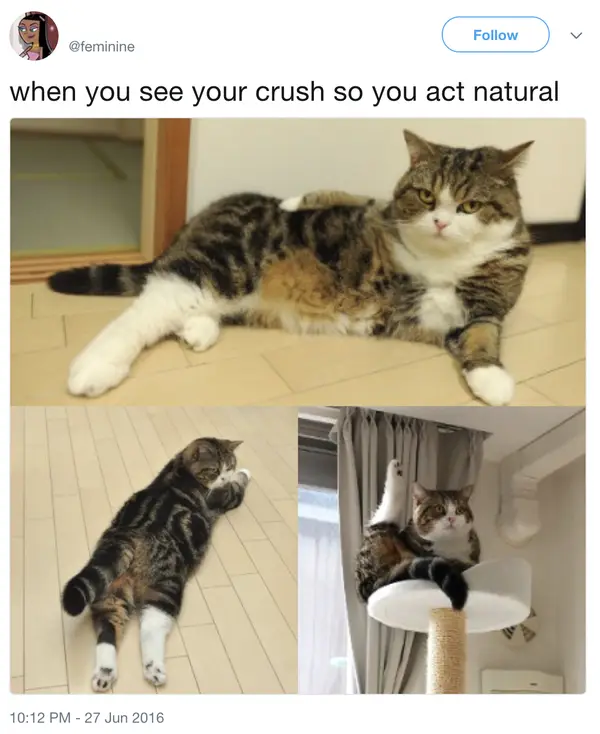 145 Animal Memes That Will Make You Laugh Hysterically