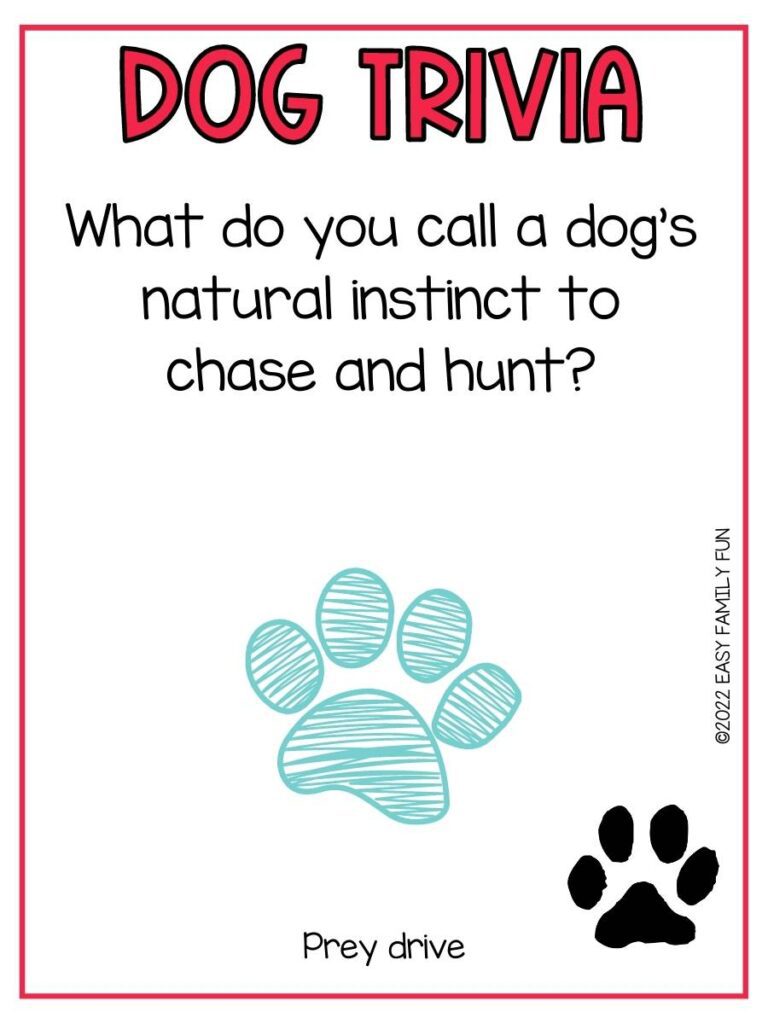 Trivia question a teal pawprint, a black pawprint, and a red border.