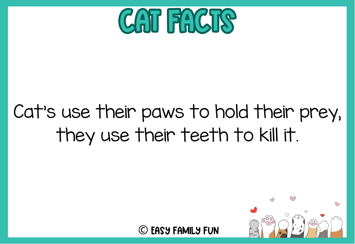 100 Purr-fectly Delightful Facts About Cats