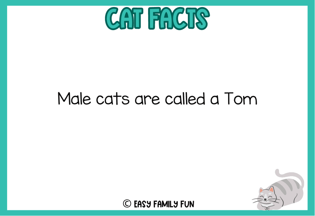 white background with teal border, cat image and black text with a cat fact