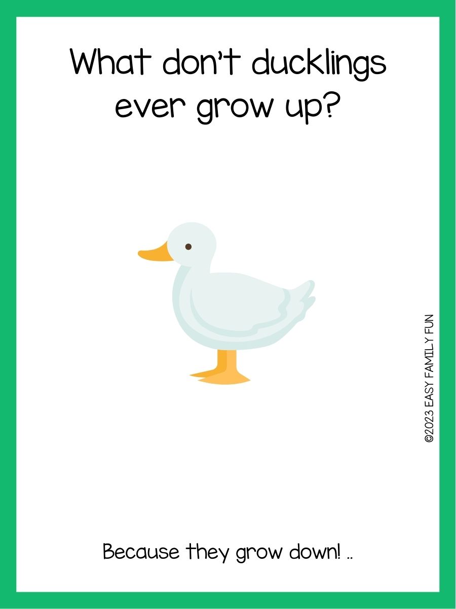 125 Duck Jokes That Make You Quack With Laughs
