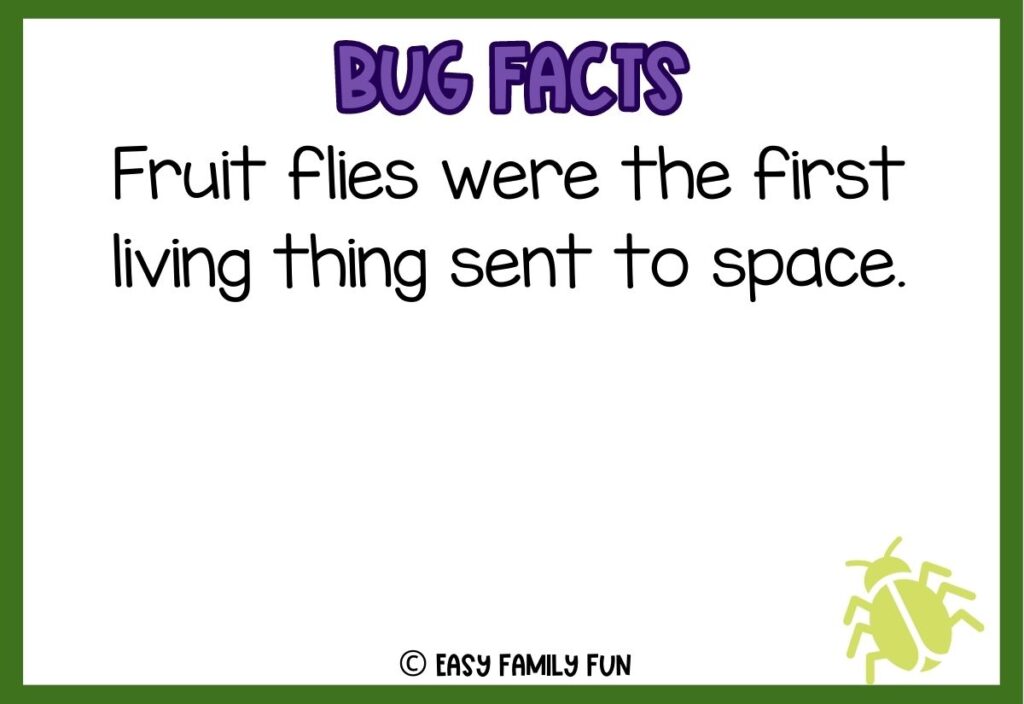 in post image with white background, bold purple text stating "Bug Facts", a bug fact, and an image of a bug