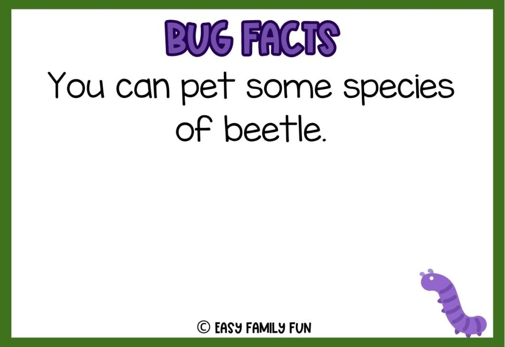 in post image with white background, bold purple text stating "Bug Facts", a bug fact, and an image of a bug