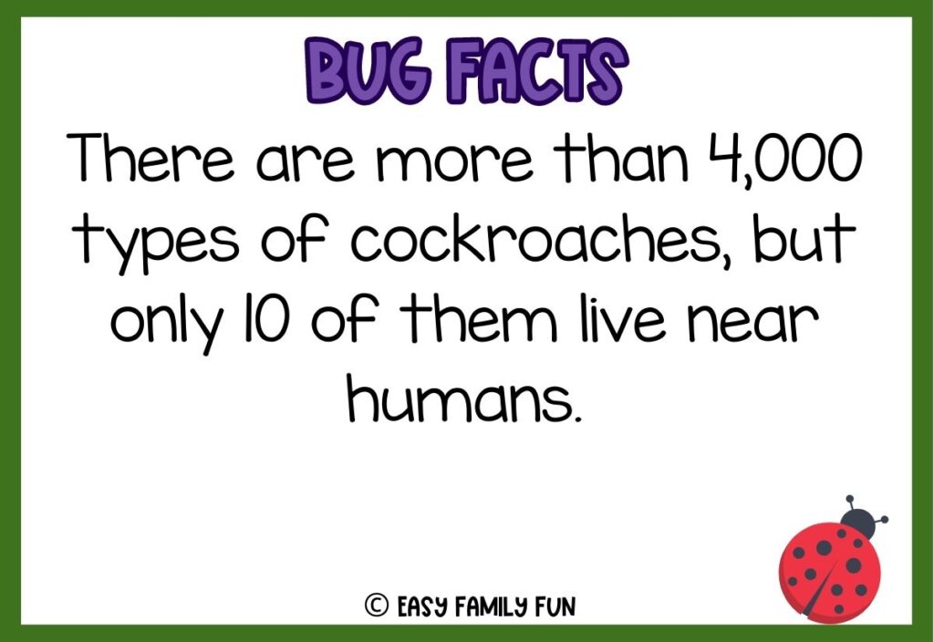 in post image with white background, bold purple text stating "Bug Facts", a bug fact, and an image of a bug