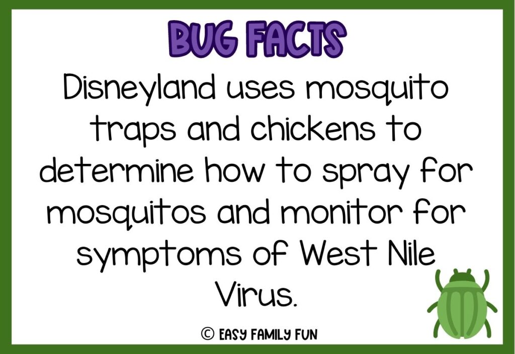 in post image with white background, bold purple text stating "Bug Facts", a bug fact, and an image of a bug