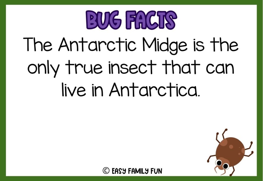 in post image with white background, bold purple text stating "Bug Facts", a bug fact, and an image of a bug