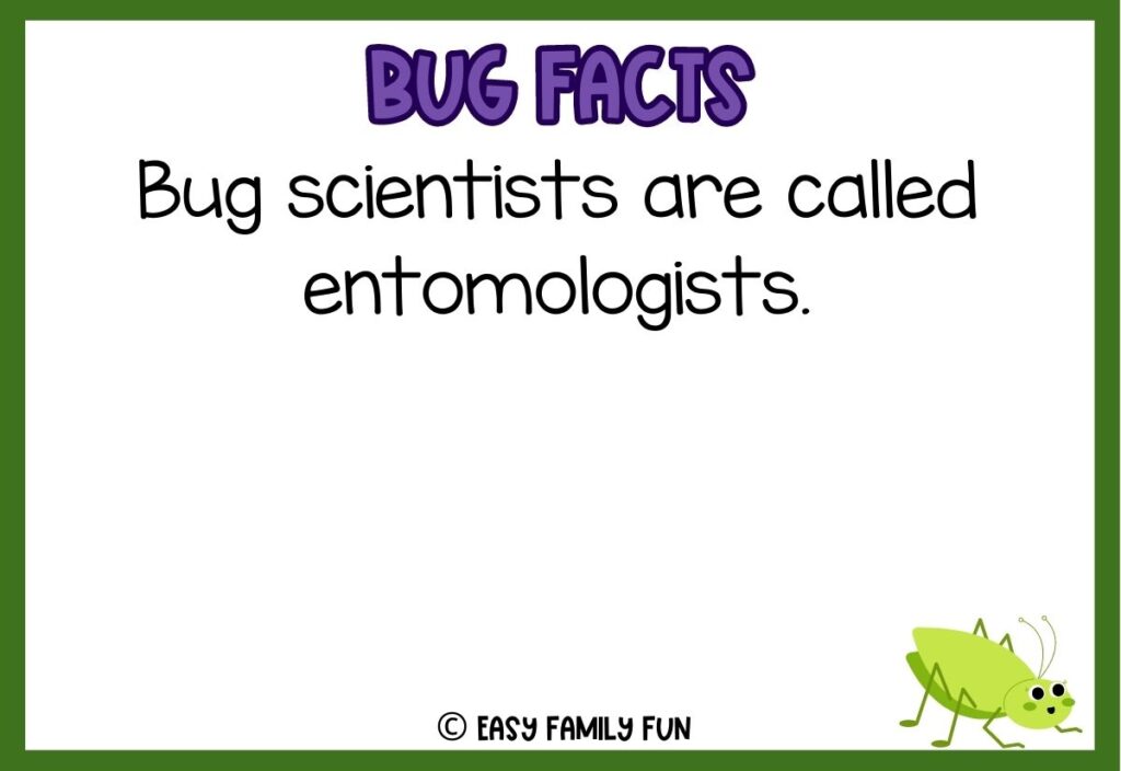 in post image with white background, bold purple text stating "Bug Facts", a bug fact, and an image of a bug