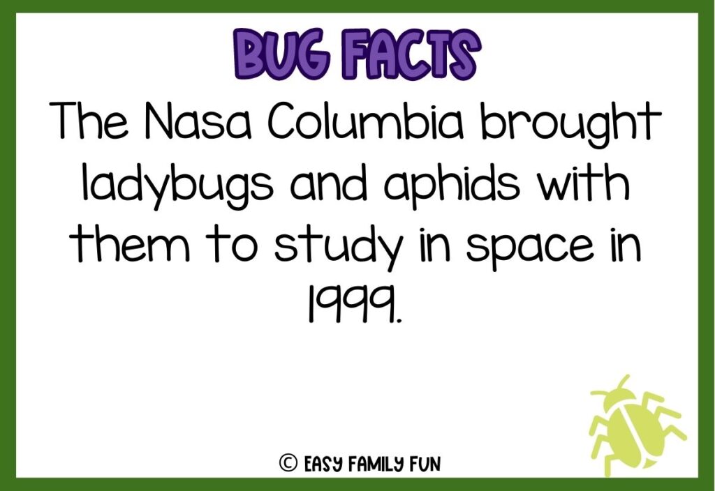 in post image with white background, bold purple text stating "Bug Facts", a bug fact, and an image of a bug