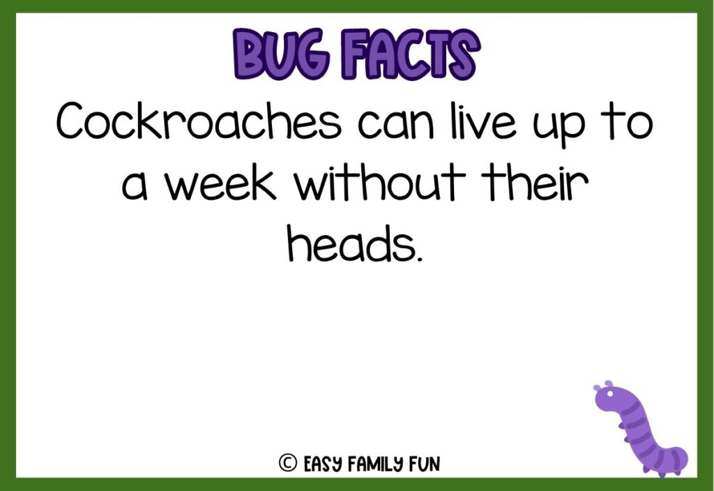 in post image with white background, bold purple text stating "Bug Facts", a bug fact, and an image of a bug