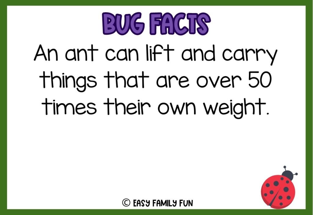 in post image with white background, bold purple text stating "Bug Facts", a bug fact, and an image of a bug