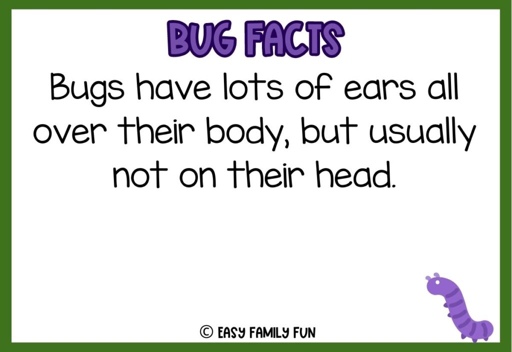 in post image with white background, bold purple text stating "Bug Facts", a bug fact, and an image of a bug