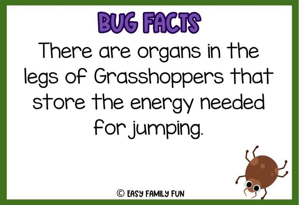 in post image with white background, bold purple text stating "Bug Facts", a bug fact, and an image of a bug