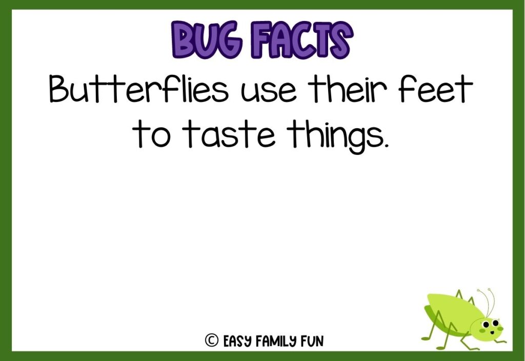 in post image with white background, bold purple text stating "Bug Facts", a bug fact, and an image of a bug