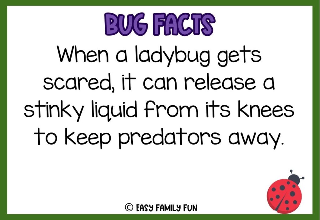 in post image with white background, bold purple text stating "Bug Facts", a bug fact, and an image of a bug