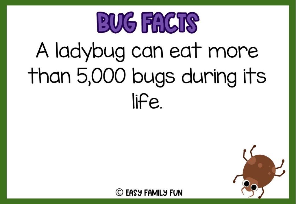 in post image with white background, bold purple text stating "Bug Facts", a bug fact, and an image of a bug