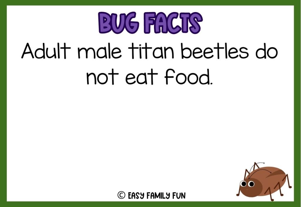 in post image with white background, bold purple text stating "Bug Facts", a bug fact, and an image of a bug