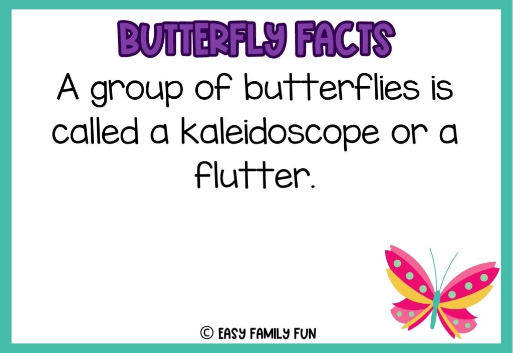 in post image with white background, teal border, bold purple title stating "Butterfly Facts", text of butterfly fact, and image of a butterfly