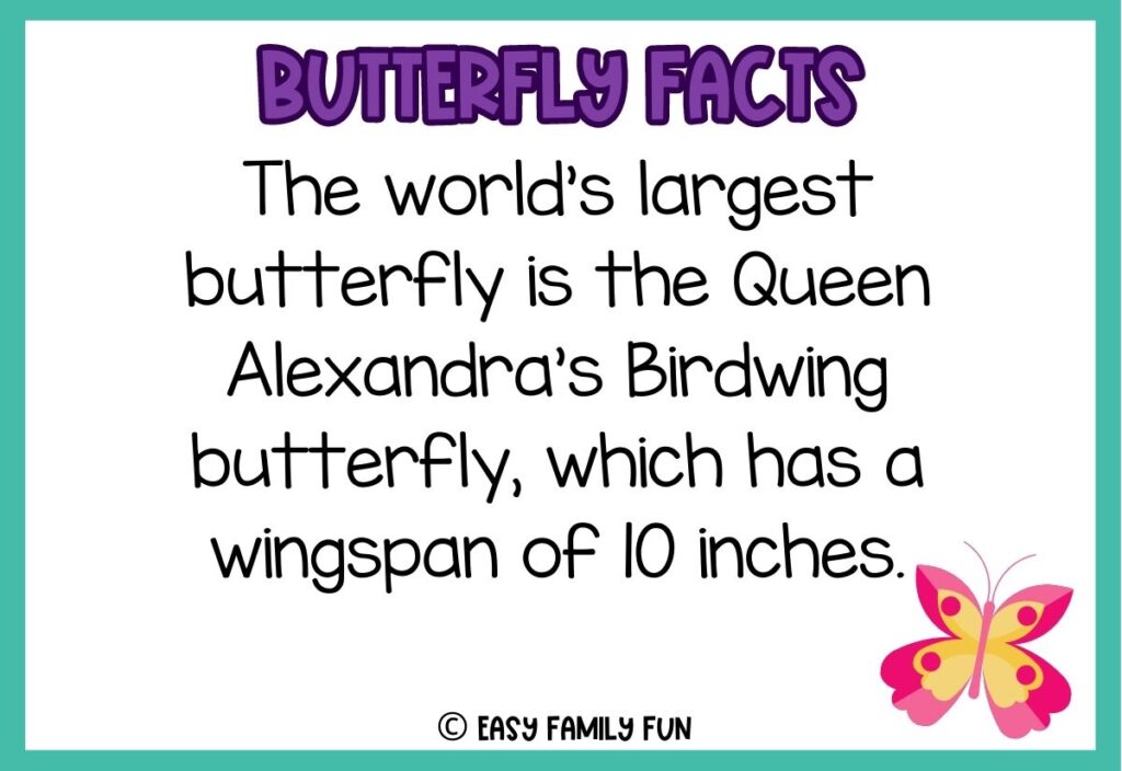 in post image with white background, teal border, bold purple title stating "Butterfly Facts", text of butterfly fact, and image of a butterfly