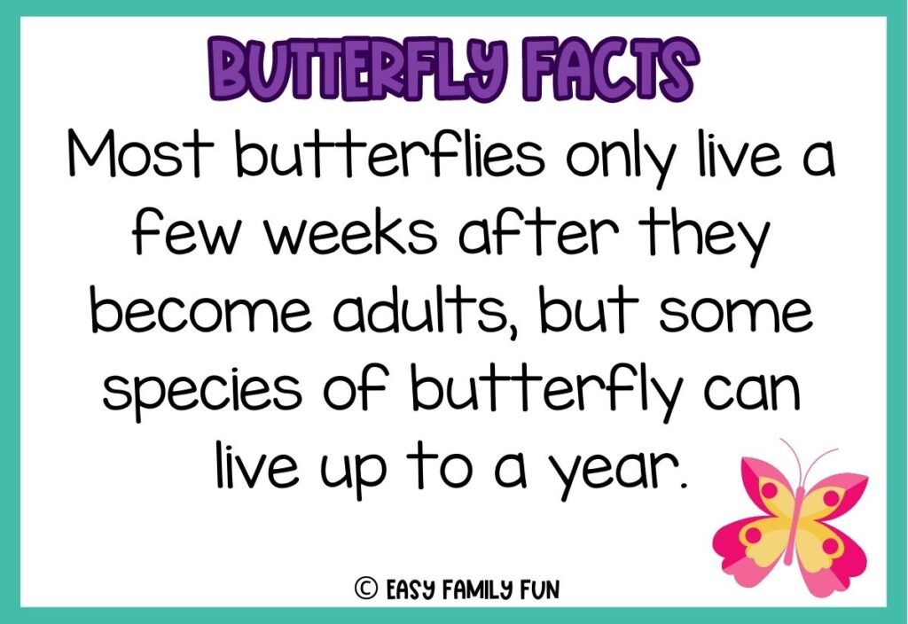 in post image with white background, teal border, bold purple title stating "Butterfly Facts", text of butterfly fact, and image of a butterfly