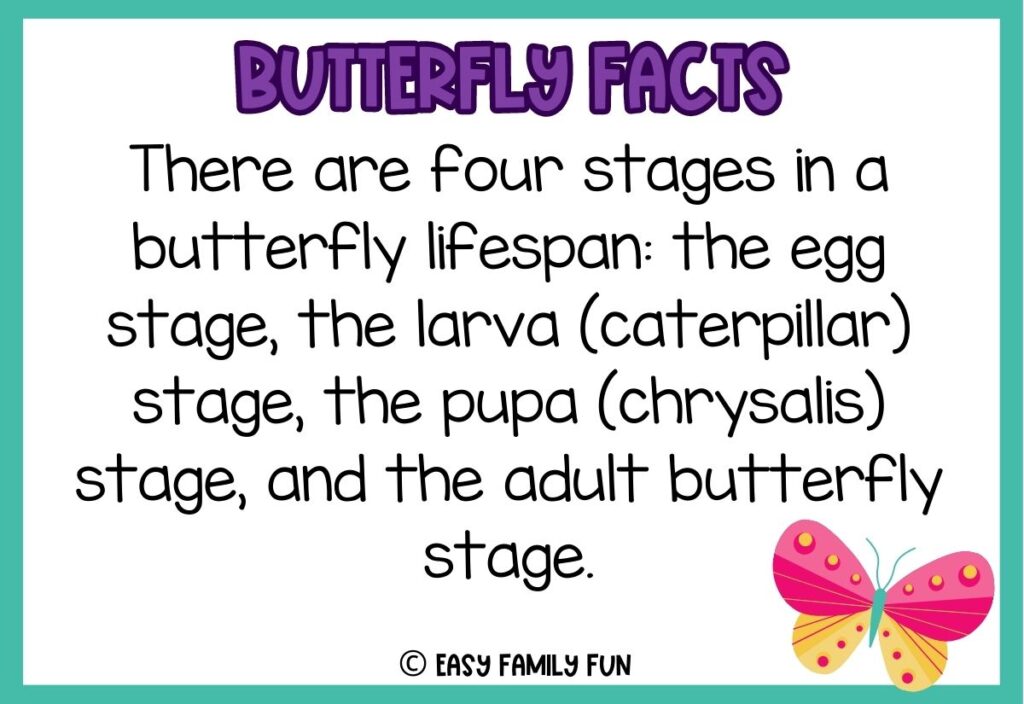 in post image with white background, teal border, bold purple title stating "Butterfly Facts", text of butterfly fact, and image of a butterfly