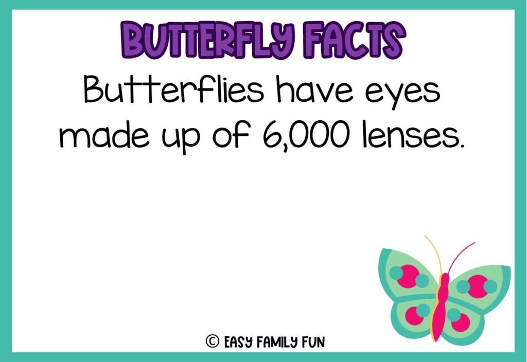 in post image with white background, teal border, bold purple title stating "Butterfly Facts", text of butterfly fact, and image of a butterfly