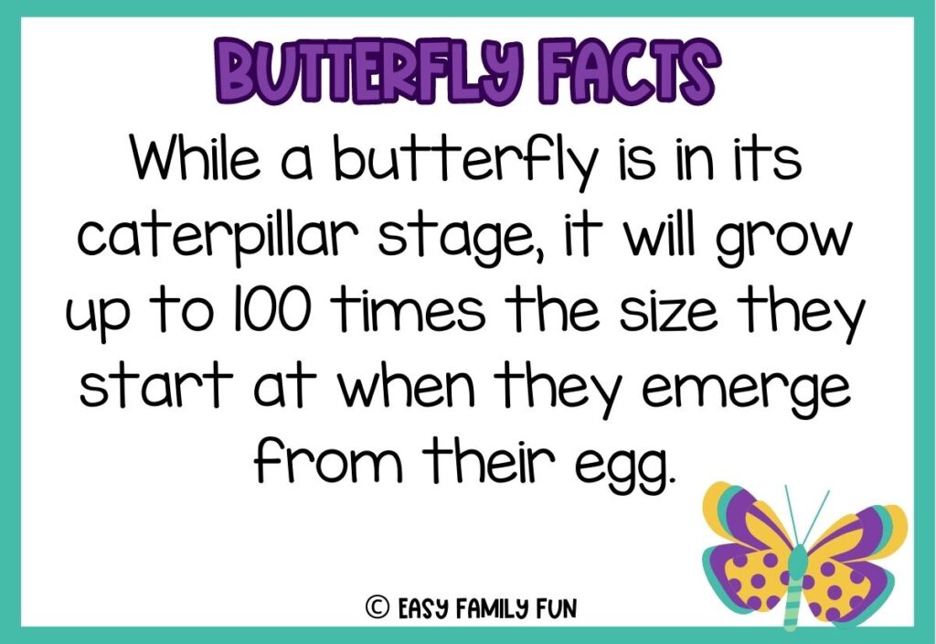 in post image with white background, teal border, bold purple title stating "Butterfly Facts", text of butterfly fact, and image of a butterfly