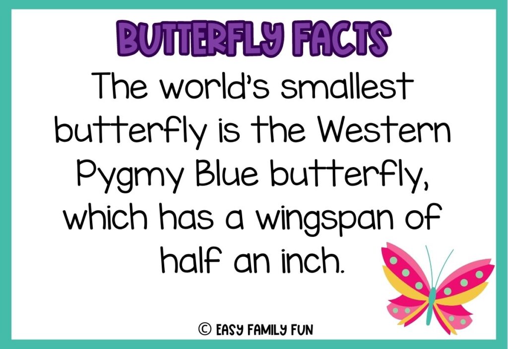 in post image with white background, teal border, bold purple title stating "Butterfly Facts", text of butterfly fact, and image of a butterfly