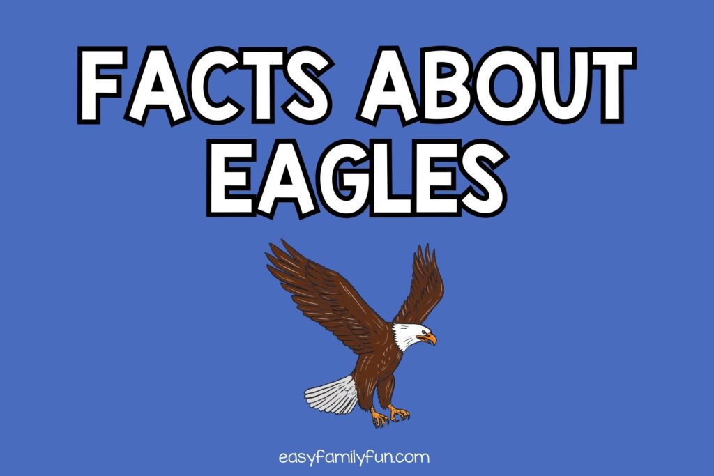 featured image with blue background, bold white text stating "Facts About Eagles" and an image of an eagle