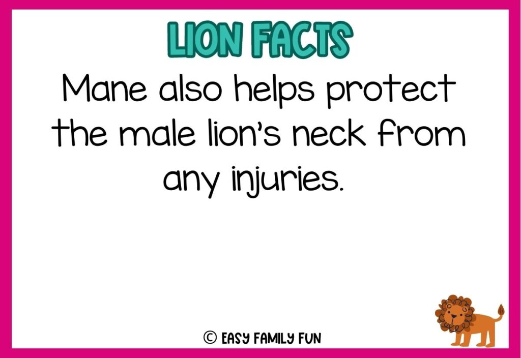in post image with white background, pink border, blue title stating "Lions Facts", text of a lion fact, and an image of a lion