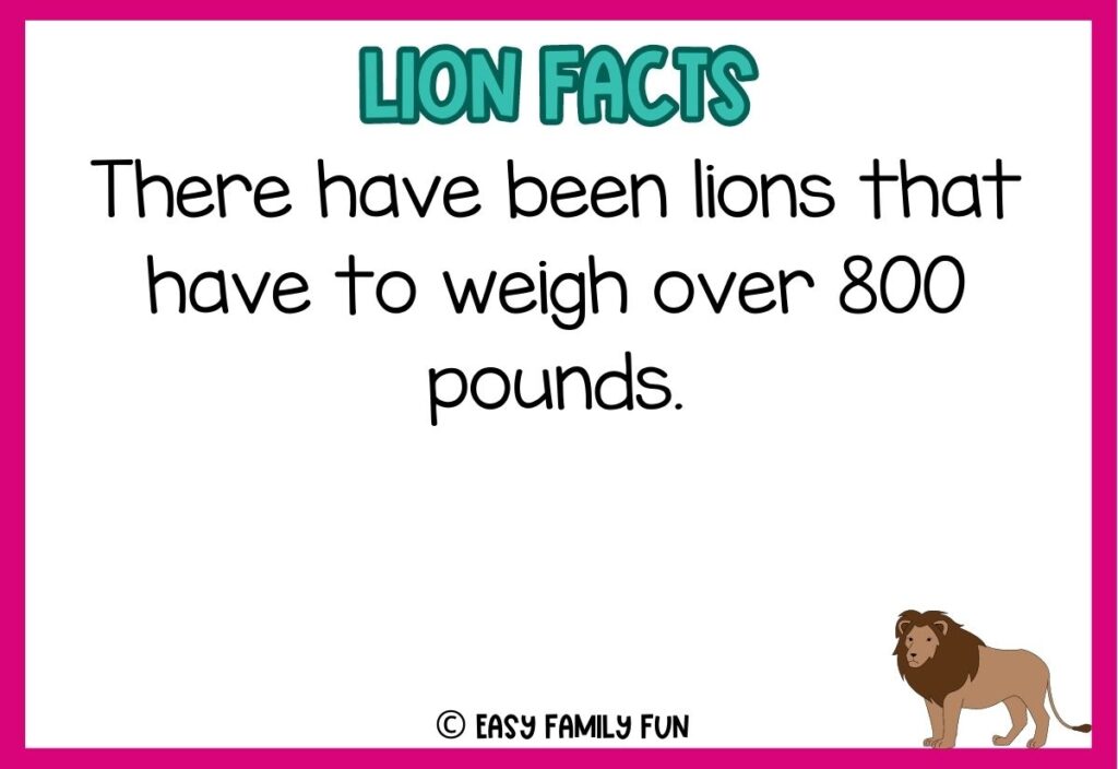 in post image with white background, pink border, blue title stating "Lions Facts", text of a lion fact, and an image of a lion