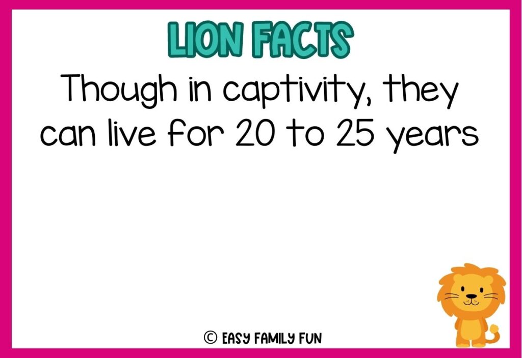 in post image with white background, pink border, blue title stating "Lions Facts", text of a lion fact, and an image of a lion