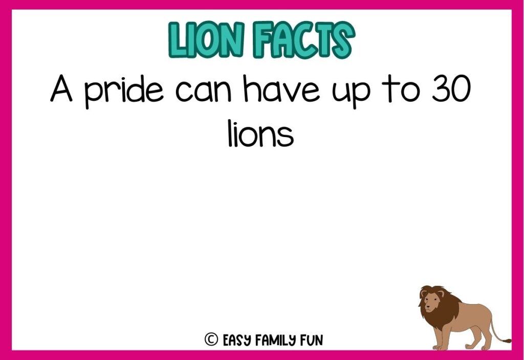 in post image with white background, pink border, blue title stating "Lions Facts", text of a lion fact, and an image of a lion