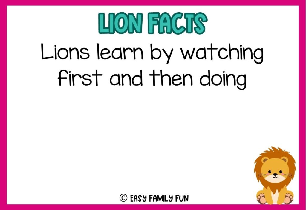 in post image with white background, pink border, blue title stating "Lions Facts", text of a lion fact, and an image of a lion