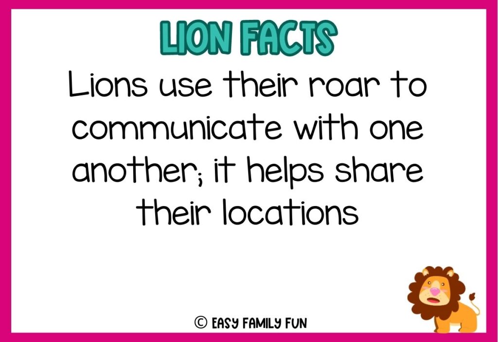 in post image with white background, pink border, blue title stating "Lions Facts", text of a lion fact, and an image of a lion